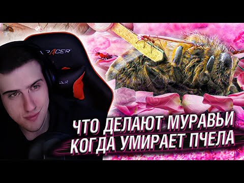 Видео: Hellyeahplay смотрит: Что Делают Муравьи, Когда Умирает Пчела?