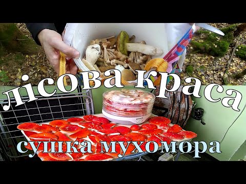 Видео: У пошуках лісової краси. Збір грибів. 🍄Як сушити мухомор?