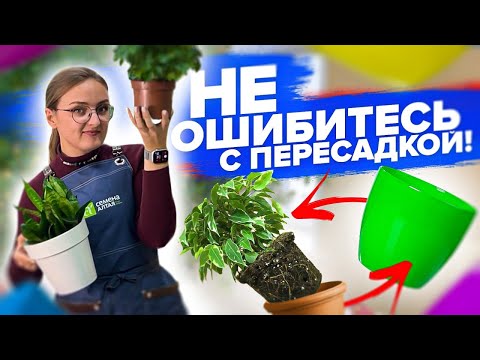 Видео: КАК ПЕРЕСАДИТЬ КОМНАТНОЕ РАСТЕНИ? Чем болеет антуриум?