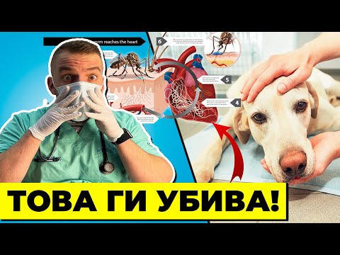 Видео: 7 НЕЩА, КОИТО МОГАТ ДА УБИЯТ ТВОЕТО КУЧЕ ИЛИ КОТКА!