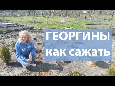 Видео: Как сажать георгины