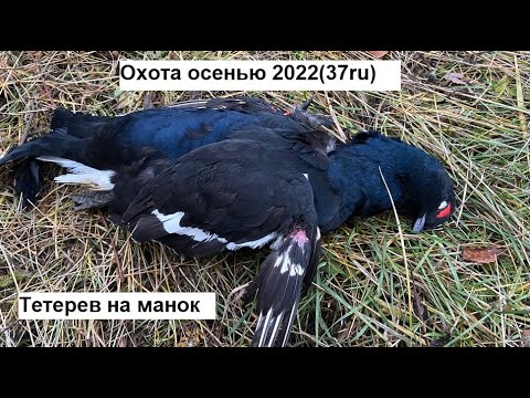 Видео: Тетерев на манок. Охота на тетерева осенью с подхода и с манком