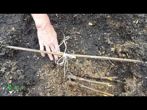 Видео: Посадка пиона ИТО гибрида