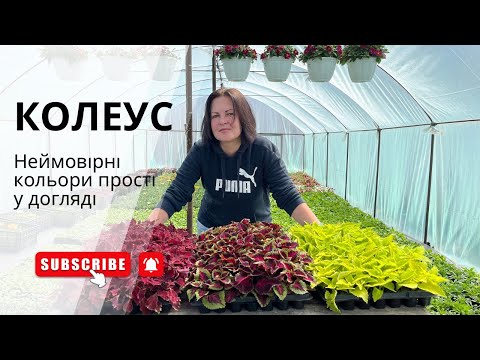 Видео: Колеус. Неймовірні кольори рослини