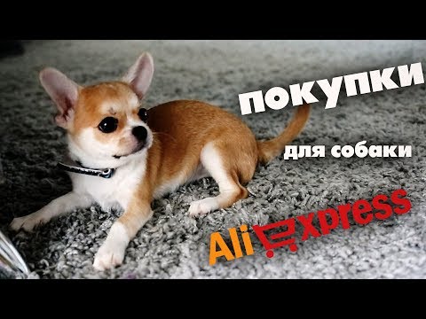 Видео: ПОКУПКИ ДЛЯ СОБАКИ НА АЛИЭКСПРЕСС🐶ЧИХУАХУА ЛИЗИ