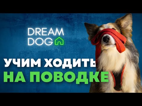 Видео: Как отучить собаку тянуть поводок 🐶 3 команды на прогулке
