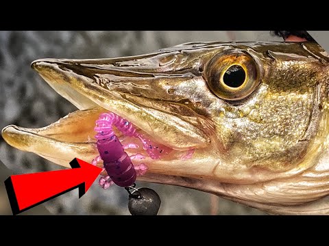 Видео: Ця "КОМАХА" Косить ЩУКУ! Найкраща ПРИМАНКА Для Ультралайту!