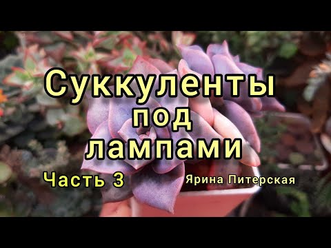 Видео: Суккуленты под лампами.Полтора месяца без улицы.Часть 3.