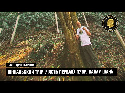 Видео: Чай с Цукербергом. "ЮННАНЬСКИ TRIP" (ЧАСТЬ ПЕРВАЯ) ПУЭР, КАЙЛУ ШАНЬ.