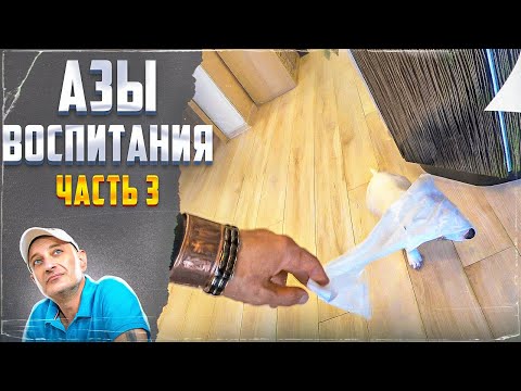 Видео: Азы воспитания (Часть 3)
