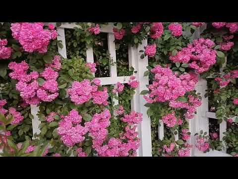 Видео: Плетистая роза Дороти Перкинс