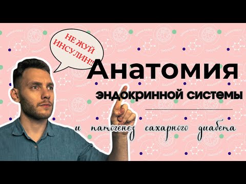 Видео: ЭНДОКРИННАЯ СИСТЕМА ЗА 13 МИНУТ!!!
