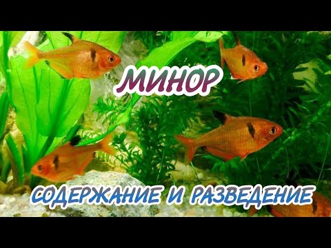 Видео: МИНОР. СОДЕРЖАНИЕ И РАЗВЕДЕНИЕ В АКВАРИУМЕ.