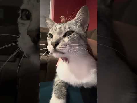 Видео: Как дойде Мъркиш у нас? #cat #animals #cute