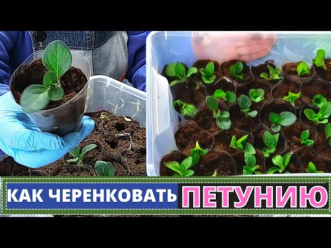 Видео: Как черенковать ПЕТУНИЮ? Лучший метод для размножения вегетативной петунии