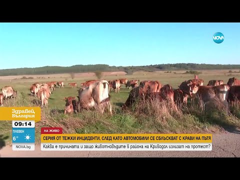 Видео: Серия от тежки инциденти, след като коли помитат крави на пътя - Здравей, България (12.10.2023)