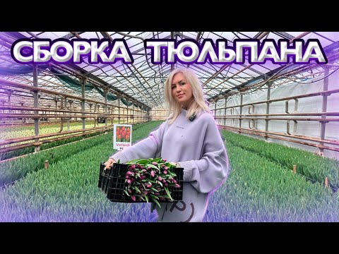 Видео: Сборка тюльпана