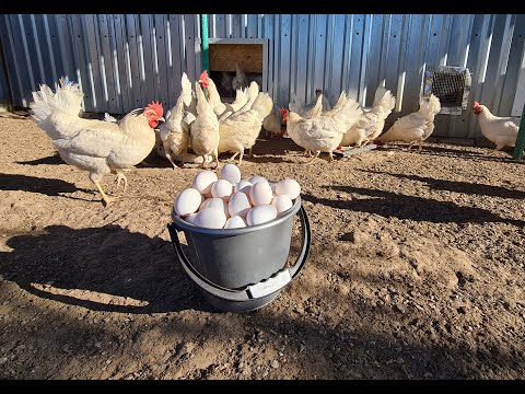 Видео: Корм для кур несушек. Общие рекомендации.