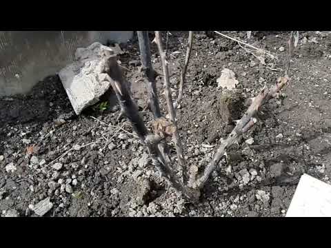 Видео: Сколько ВЫМЕРЗЛО РОЗ ?