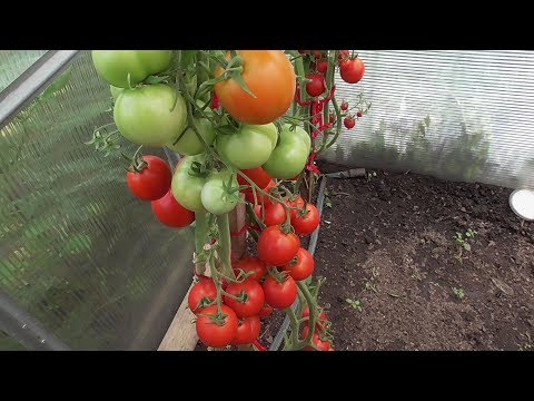 Видео: С КАКОЙ КИСТИ БРАТЬ ТОМАТ НА СЕМЕНА? Ольга Чернова.