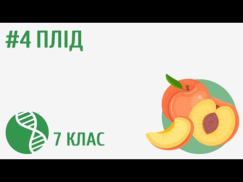 Видео: Плід #4