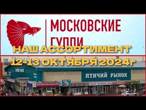 Видео: НАШ АССОРТИМЕНТ НА ПТИЧЬЕМ РЫНКЕ В МОСКВЕ 12-13 октября 2024 г.