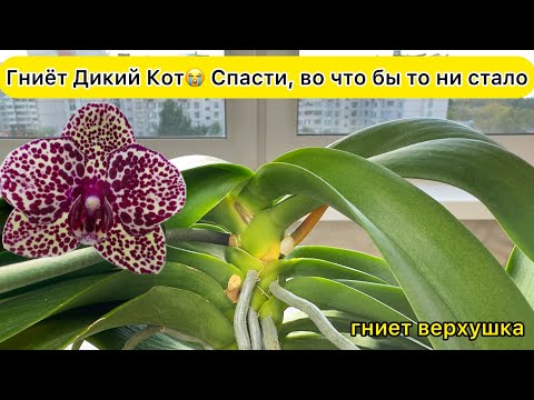 Видео: Только не Дикий Кот! Гниет верхушка орхидеи Спасти, во что бы то ни стало!