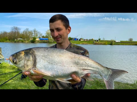 Видео: ЛУЧШАЯ СНАСТЬ НА ТОЛСТОЛОБА. РЫБАЛКА НА КРАСИВЕЙШЕМ ВОДОЕМЕ. ВОТ ЭТО НАПОРОЛИ ЛОБАТОГО ВЕСНОЙ 2022