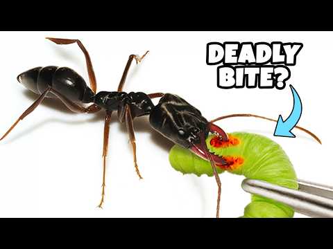 Видео: Симуляция самой быстрой колонии муравьёв на 45 дней | 😱 ANTTREK