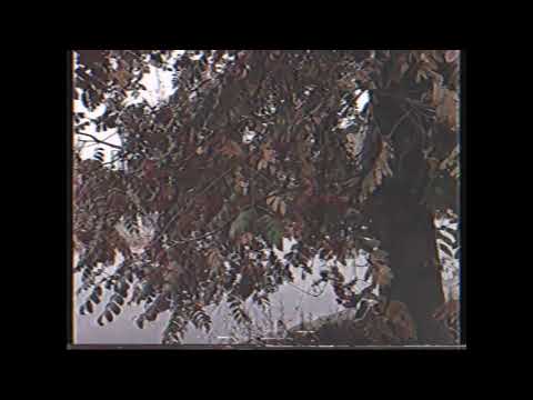 Видео: Михей и джуманджи - Сука любовь ( slowed+reverb)