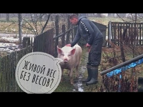 Видео: Как вырастить большого кабана на картошке и кабачках. Как узнать живой  вес кабана по рулетке.