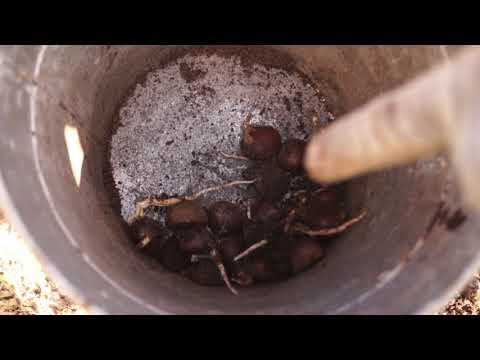 Видео: СТРАТИФИКАЦИЯ КАШТАНА В ЗЕМЛЕ