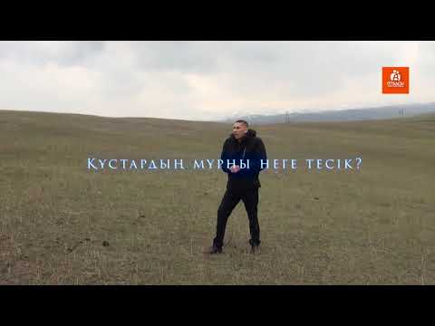 Видео: Құстардың мұрны неге тесік?