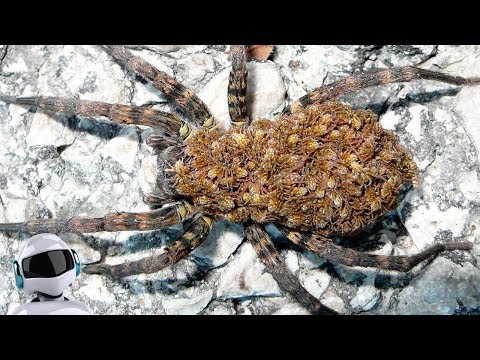 Видео: ЭТИ ПАУКИ САМЫЕ ОПАСНЫЕ В МИРЕ / ТОП 10