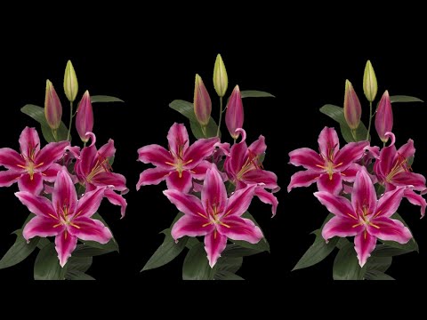 Видео: Как сделать цветок лилии из полиэтиленового пакета | Цветочные Ремесла