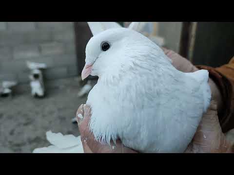 Видео: Бойние голуби. В гостях у Эмзара. 04.01.23 Грузия. Тбилиси