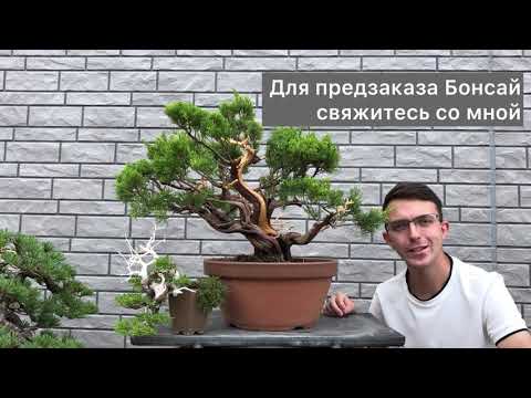 Видео: Бонсай из можжевельника. Обрезка, очистка и советы начинающим любителям искусства.
