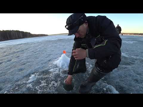 Видео: РЫБА КЛЮЁТ, АЖ ЛЕСКА ТРЕЩИТ. БЕЗМОТЫЛКА ВЕСЕННИЙ ХОД РЫБЫ
