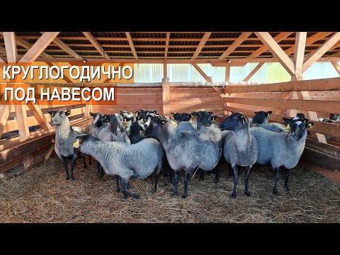 Видео: Романовские овцы круглогодично без тёплого помещения? Содержание овец зимой под навесом