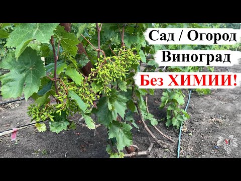 Видео: САД / ОГОРОД / ВИНОГРАД без ХИМИИ! Возможно или НЕТ?