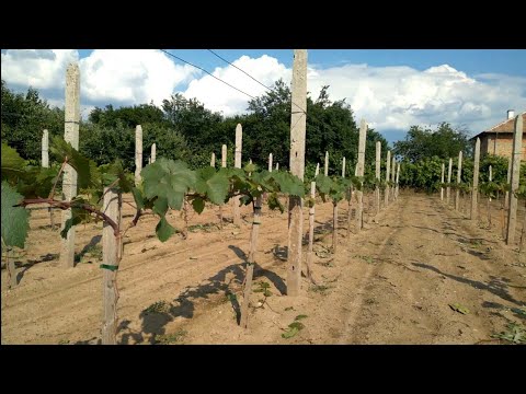 Видео: Уход за лианой в первые годы после посадки. Ускоренный метод формирования. Часть 2