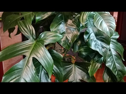 Видео: ФИЛОДЕНДРОН ЧЕШУЕНОСНЫЙ пересадка.