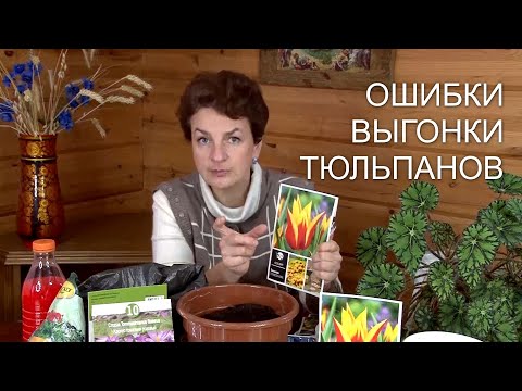 Видео: Ошибки выгонки тюльпанов