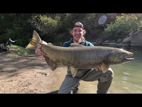 Видео: Ловля лосося в Канаде (Онтарио) в маленькой речушке | Сhinook | King salmon | Coho |
