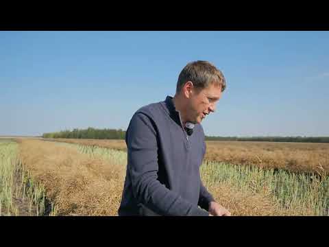 Видео: Сортовой рапс на No-till