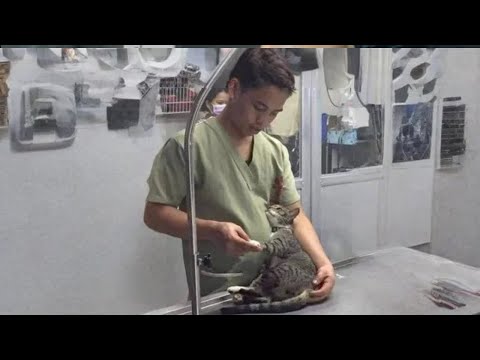 Видео: Когда ваш кот думает, что ветеринар — это просто день объятий 😹 Смешные кошачьи моменты
