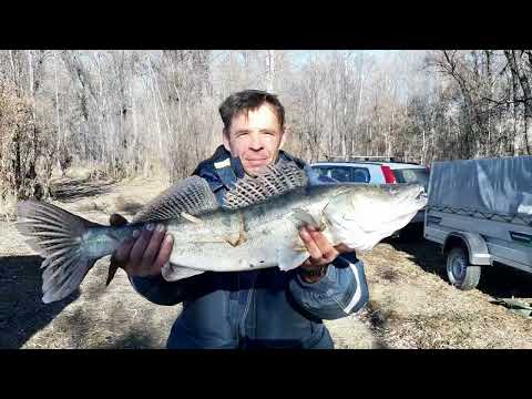 Видео: ОБЬ. ОХОТА НА НАЛИМА. часть 1