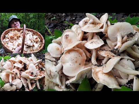 Видео: Рядовка майская - целое пастбище! ХВАТИТ СОБИРАТЬ!