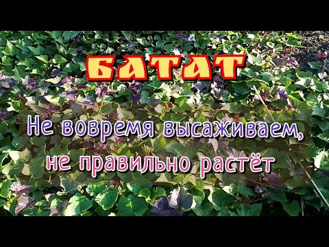 Видео: Батат. Как мы неправильно выращиваем.