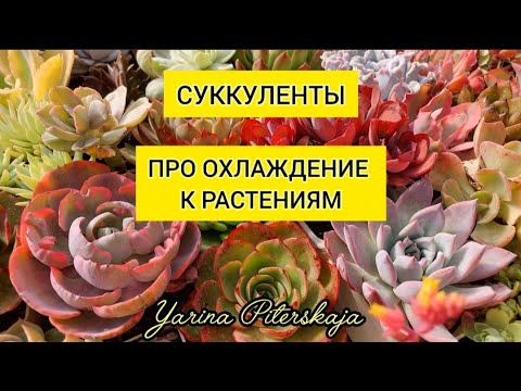 Видео: Про охлаждение к суккулентам.